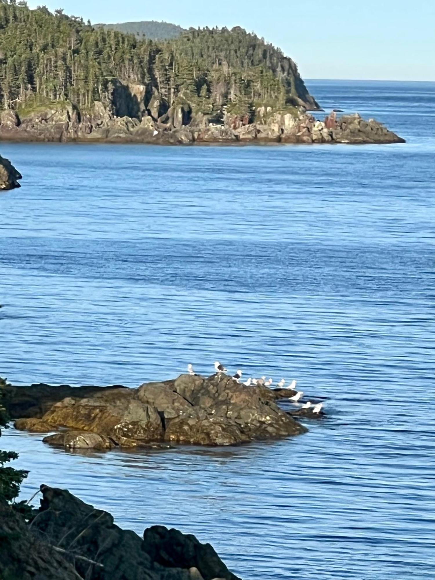 Pilley's Island The View Suites And Breakfast In Triton, Newfoundland מראה חיצוני תמונה